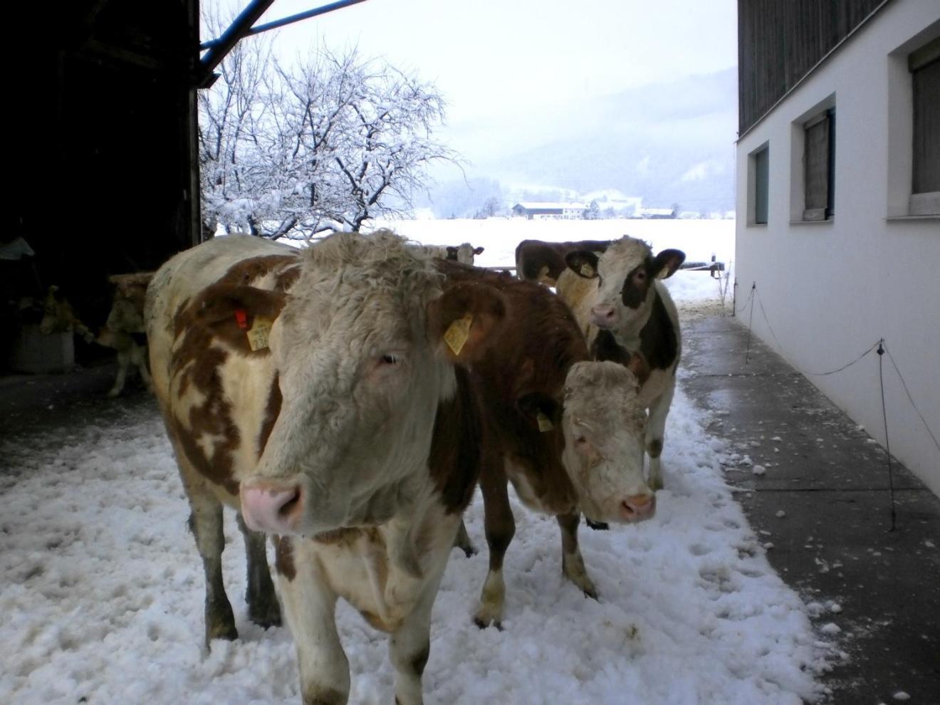 Waldschoenau Kirchbichl Esterno foto